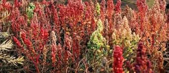 quinoa pianta 3